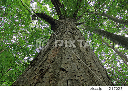水楢の大木ー癒しの森　福島県只見町 42170224