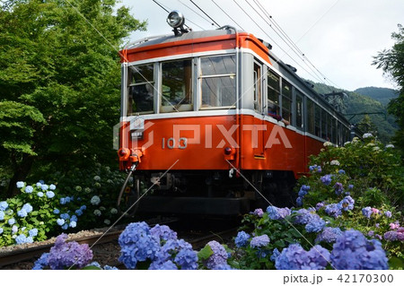 紫陽花と登山電車 紫陽花と登山電車 42170300
