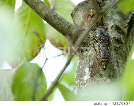 「クマゼミ」が木に停まり鳴く様子 42170354