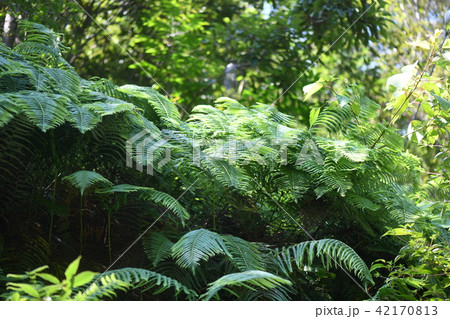 ウラジロの群生 42170813