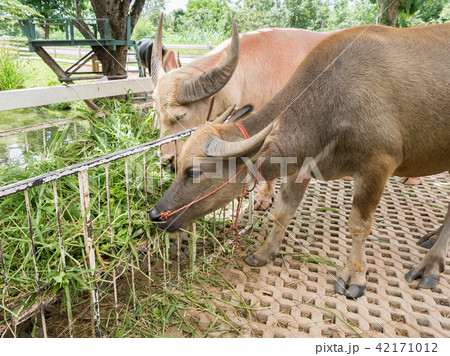 Close up of water buffalo eating hay in the stable 42171012