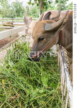 Close up of water buffalo eating hay in the stable 42171018