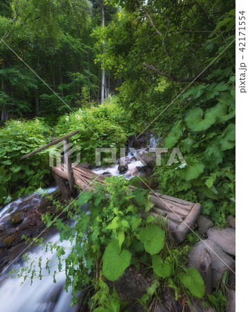 River and bridge in the forest. 42171554