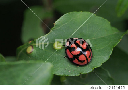 カメノコテントウムシ 42171696