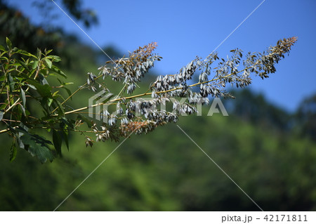 タケニグサの果実 42171811