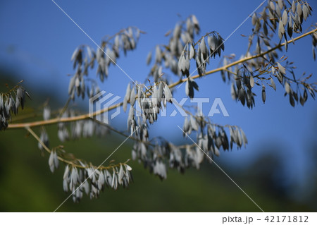 タケニグサの果実 タケニグサの果実 42171812