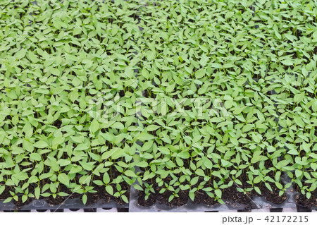 Chilis plant in nursery house Chilis plant in nursery house 42172215