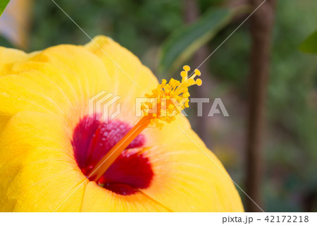 Yellow hibiscus flower in close up shot Yellow hibiscus flower in close up shot 42172218