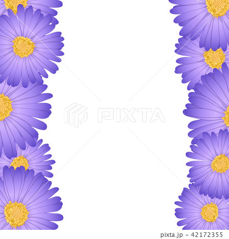 Purple Aster, Daisy Flower Border 42172355