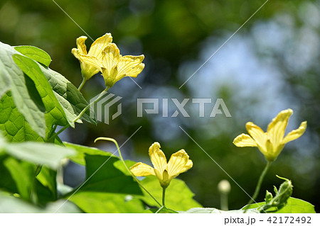 ゴーヤの花の写真素材