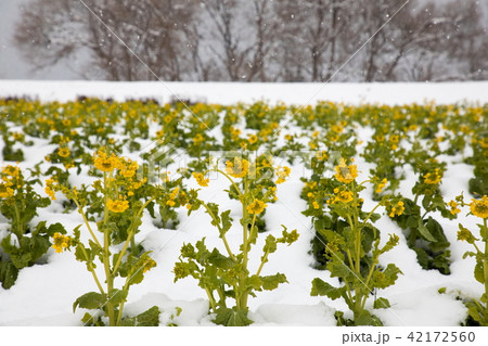 雪降る菜の花畑 42172560
