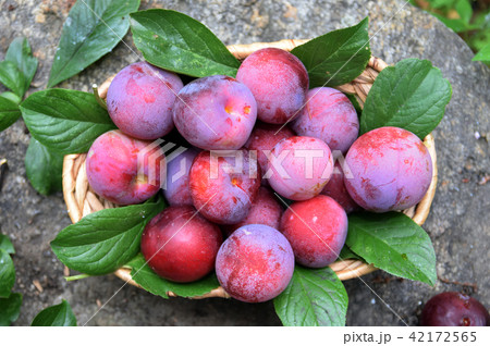 プラム 夏 実 42172565