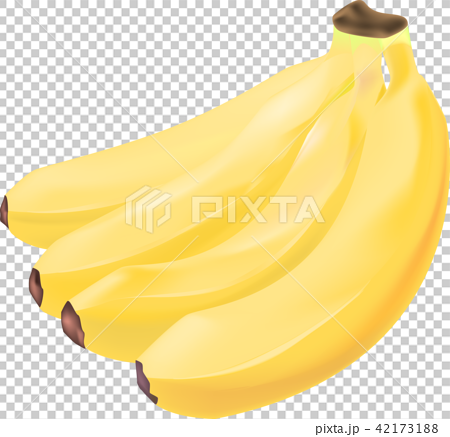 バナナ 果物 リアル志向 のイラスト素材