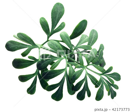 Common rue ruta graveolens, paths 42173773