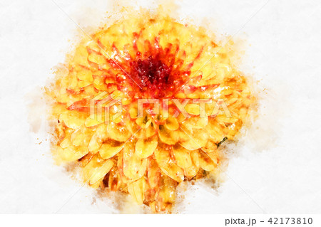 flower blooming on colorful watercolor painting 42173810