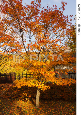 宮城県 長老湖の紅葉 autumn leaves in chourouko lake 42173829