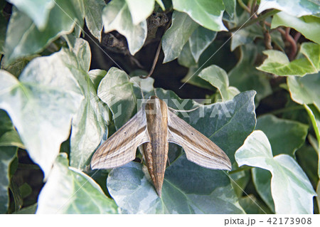 コスズメ コスズメ 42173908