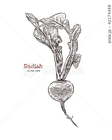 Vector One Radish Isolated On White Background のイラスト素材 42174369 Pixta