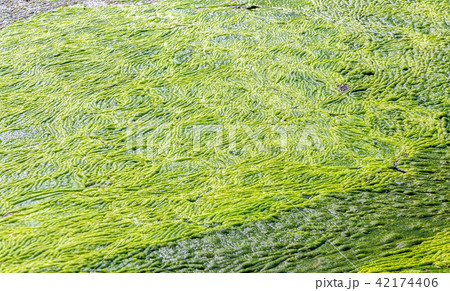 abstract texture of a swampy muddy view from above abstract texture of a swampy muddy view from above 42174406