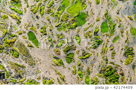 abstract texture of a swampy muddy view from above 42174409