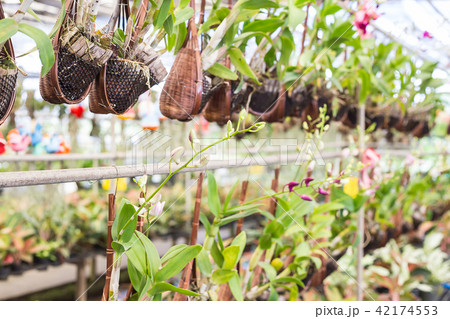 Various cactus species are placed on the shelves Various cactus species are placed on the shelves 42174553