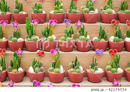 Various cactus species are placed on the shelves 42174554