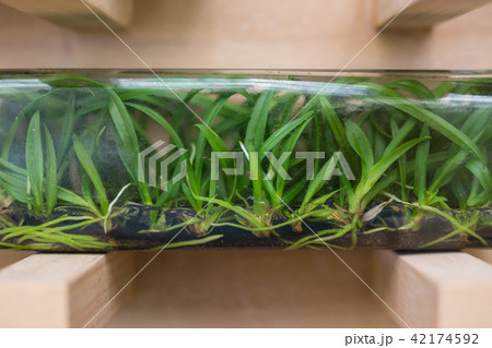 Orchid originated from tissue culture 42174592