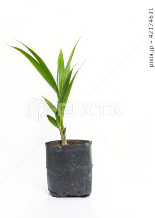 Coconut growing in a black plastic bag on a white 42174631