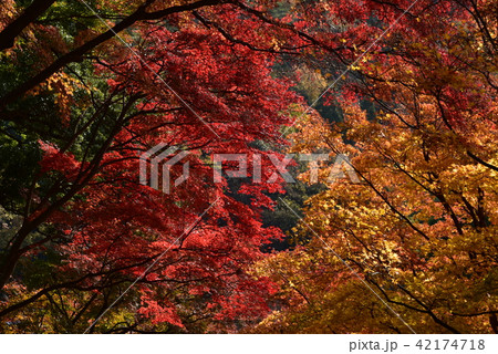 柳谷の紅葉 柳谷の紅葉 42174718