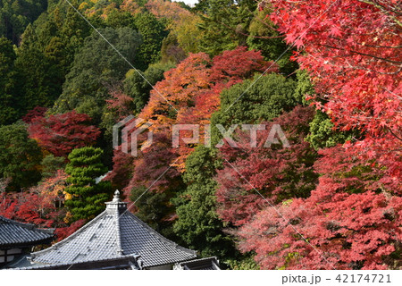 楊谷寺の紅葉 42174721