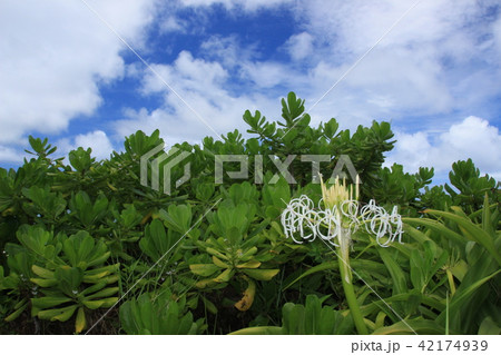 夏のハマユウ 夏のハマユウ 42174939