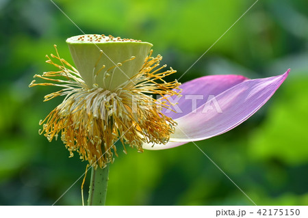 蓮の花散るの写真素材