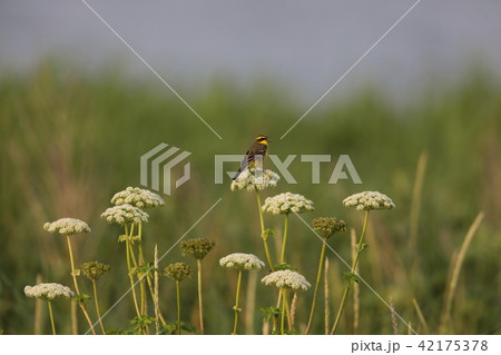 さえずるツメナガセキレイ 42175378