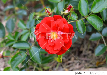 マイナーフェアー（シュラブ・ローズ） 42175382