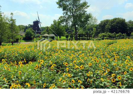 ふなばしアンデルセン公園のひまわりの花、ひまわりめいろ、メルヘンの丘ゾーン(7月)千葉県船橋市 ふなばしアンデルセン公園のひまわりの花、ひまわりめいろ、メルヘンの丘ゾーン(7月)千葉県船橋市 42176676