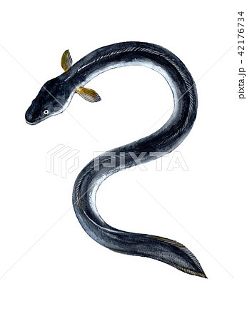 うなぎ　水彩イラスト　縦長 42176734