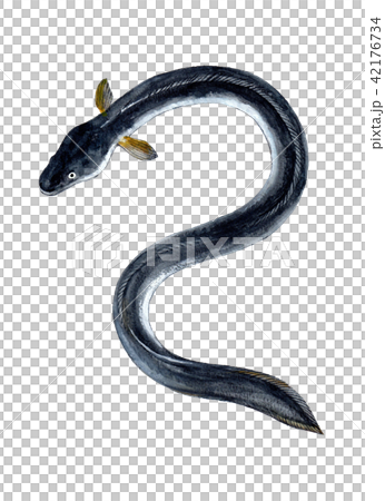 うなぎ　水彩イラスト　縦長 42176734