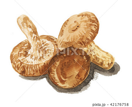 椎茸18716pix7 42176758
