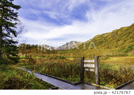 栂池自然園の紅葉 42176767
