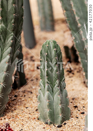 Cactus growing in park. Cactus growing in park. 42177030
