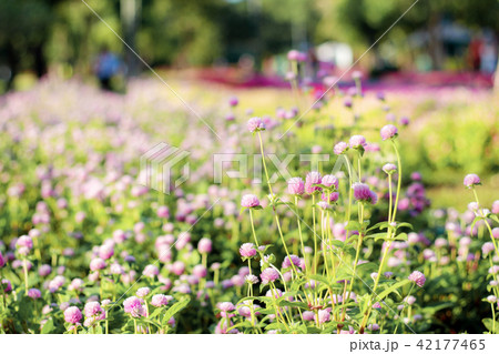 Pink flower on ploted. 42177465