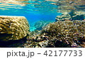 沖縄石垣島 サンゴ礁の海 海中写真 42177733