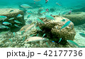 沖縄石垣島 サンゴ礁の海 海中写真 42177736