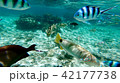 沖縄石垣島 サンゴ礁の海 海中写真 42177738
