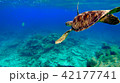 オーストラリア GBR サンゴ礁の海 海中写真 ウミガメ 42177741
