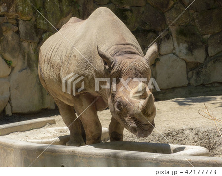 上野動物園のサイ 上野動物園のサイ 42177773