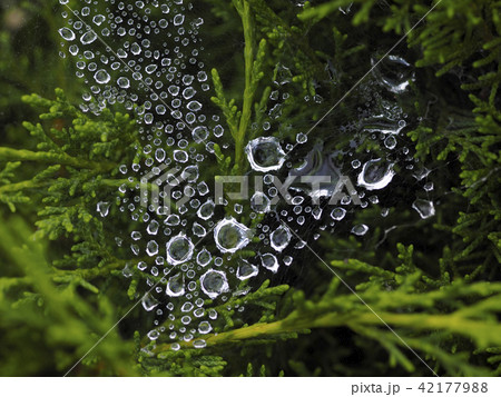 蜘蛛の巣水玉 42177988