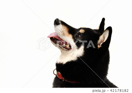 黒毛の柴犬 42178182