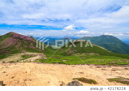ミヤマキリシマ咲く九重連山・稲星山 42178228