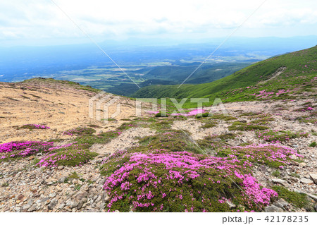ミヤマキリシマ咲く九重連山・稲星山 42178235